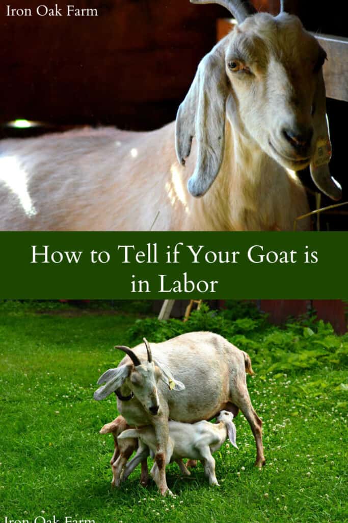 How to Tell if Your Goat is in Labor