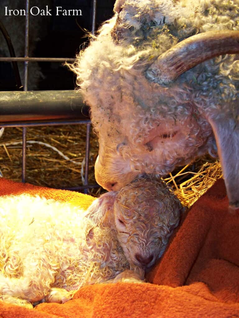 Angora Goat with Newborn Kid