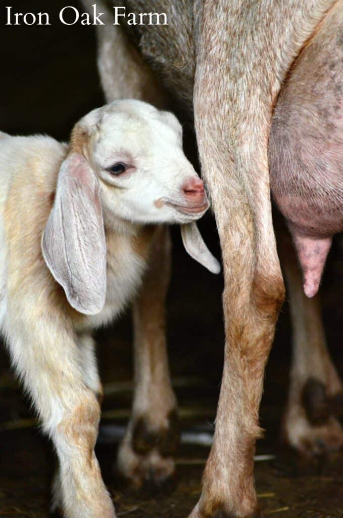 Goat Kid with Udder