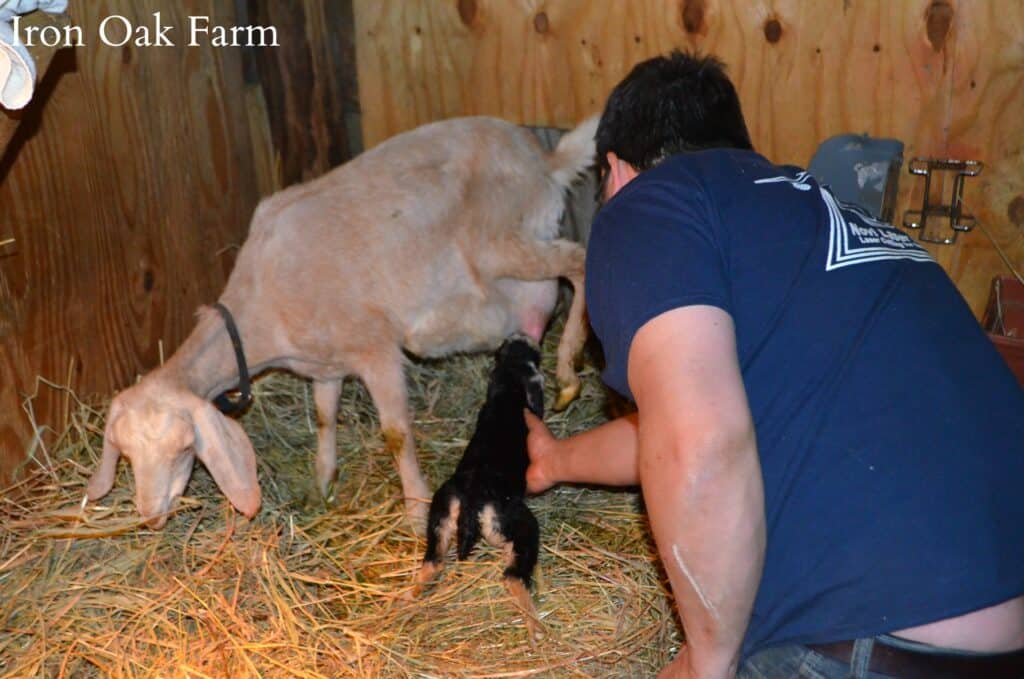 Helping a Newborn Kid to Nurse Caring For Goats After Kidding