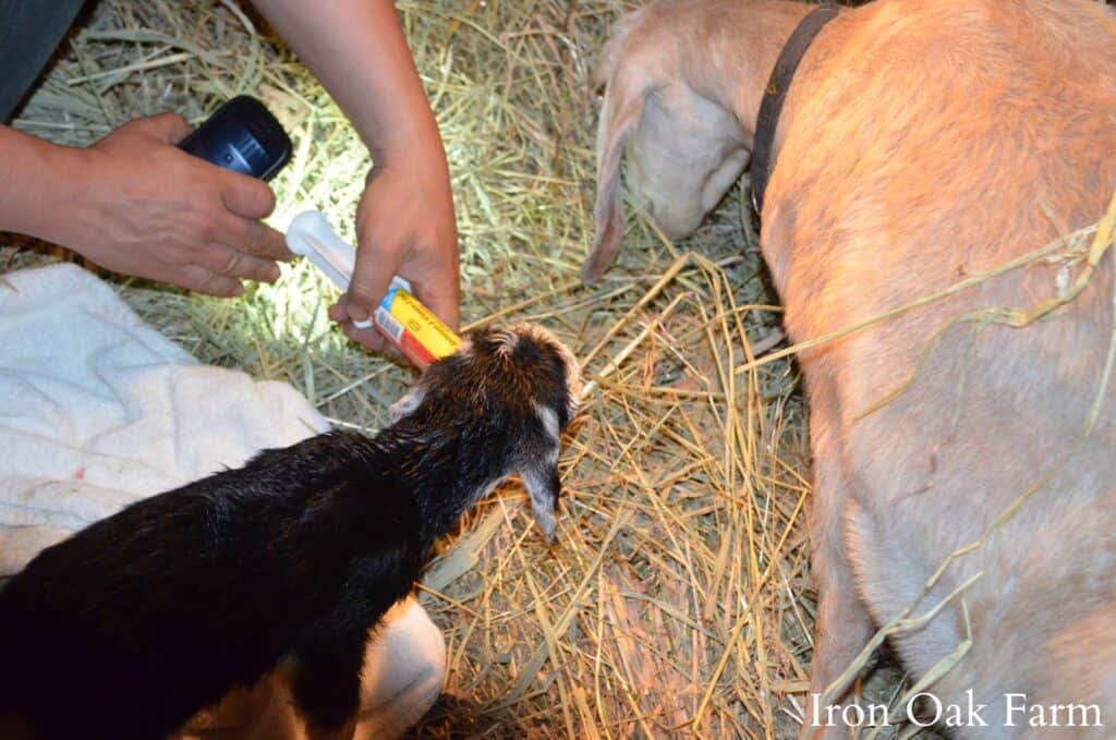 Caring For Goats After Kidding