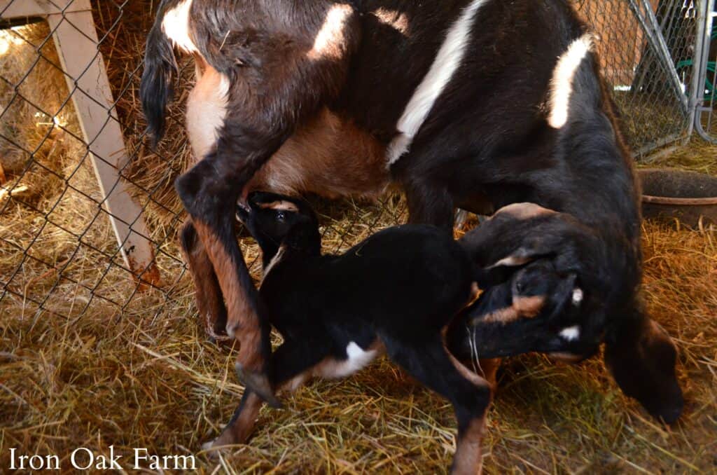 Goat Encouraging Newborn to Nurse