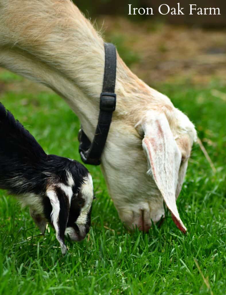 Goats Grazing