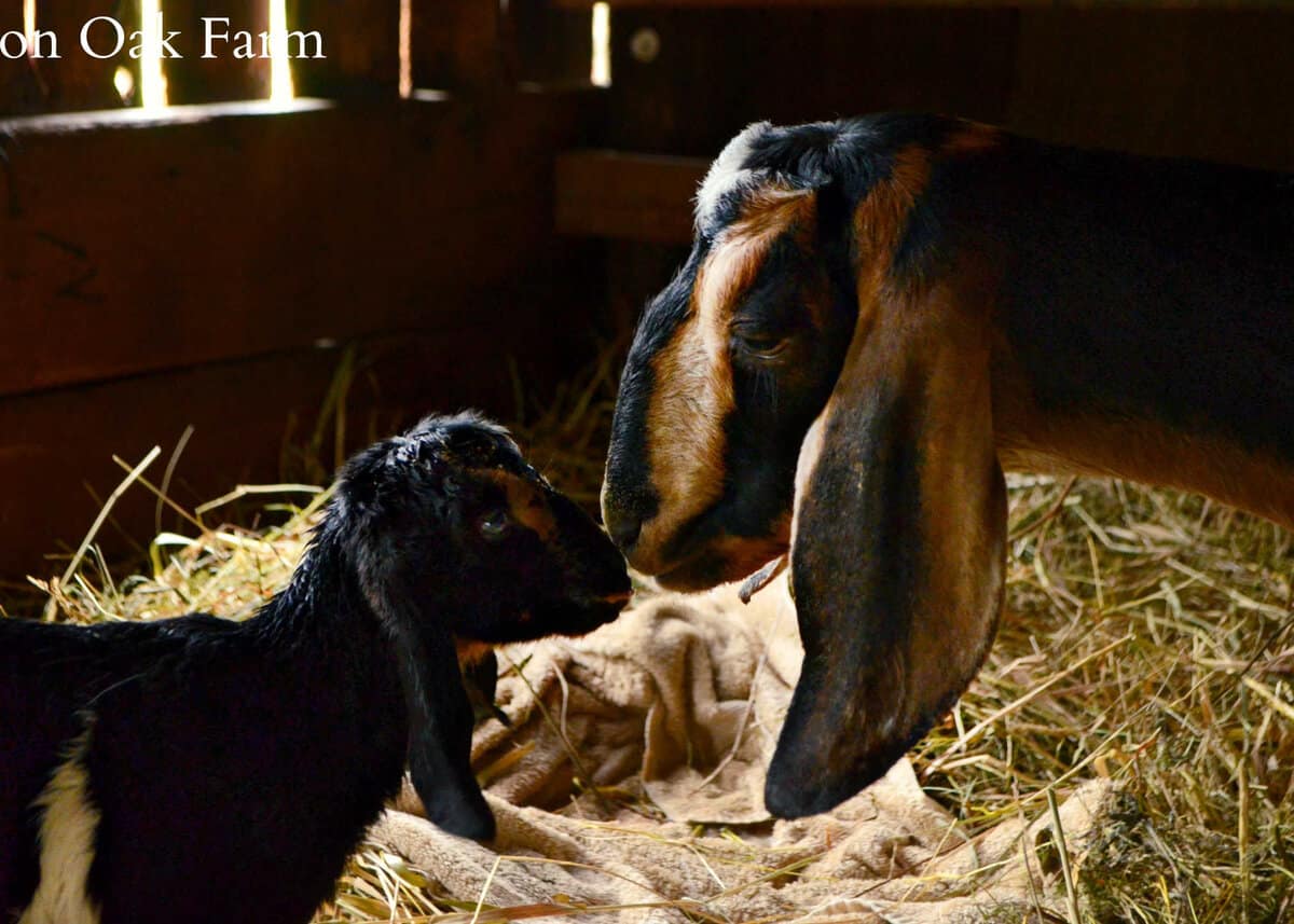 Caring for Goats After Kidding