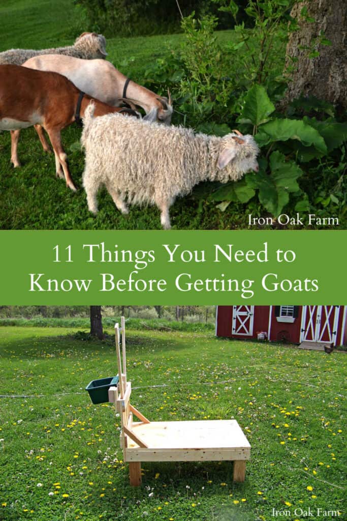 11 Things You Need To Know Before Getting Goats