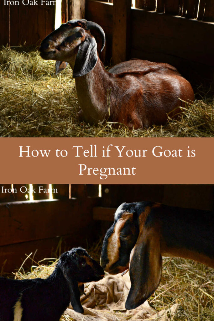 How To Tell If Your Goat Is Pregnant 3488