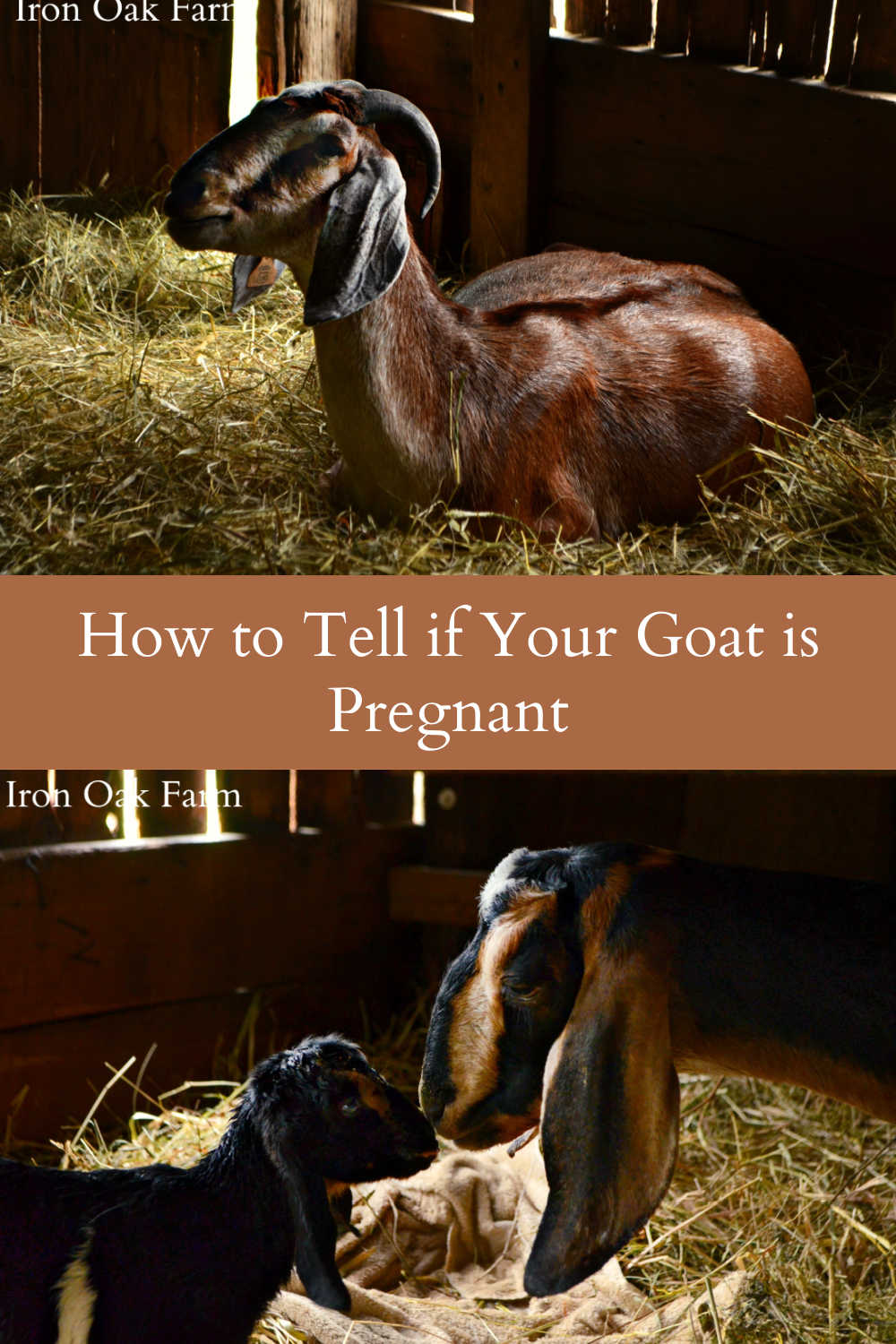 How To Tell If Your Goat Is Pregnant 6342