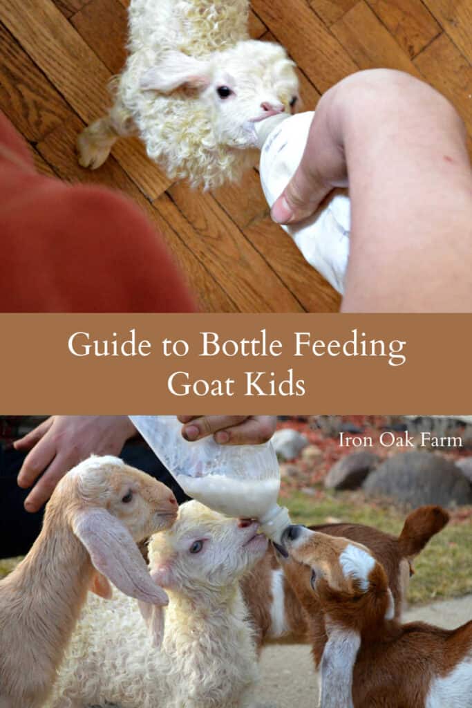 Feeding goat kids