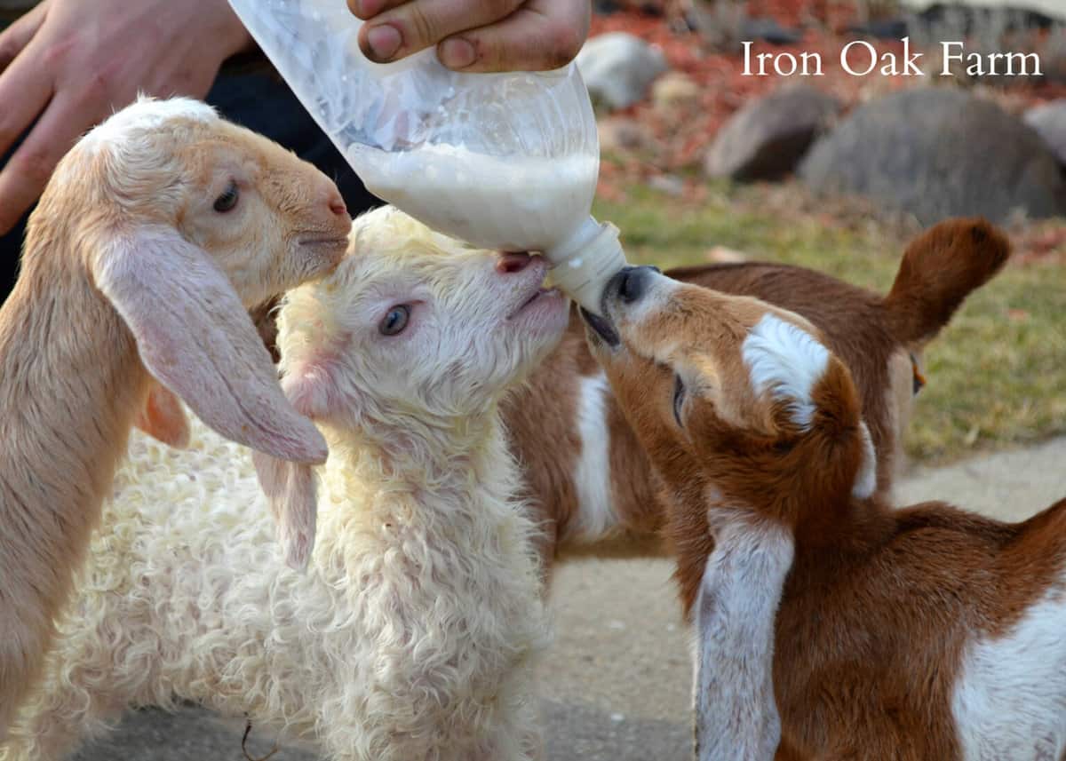 guide-to-bottle-feeding-goat-kids