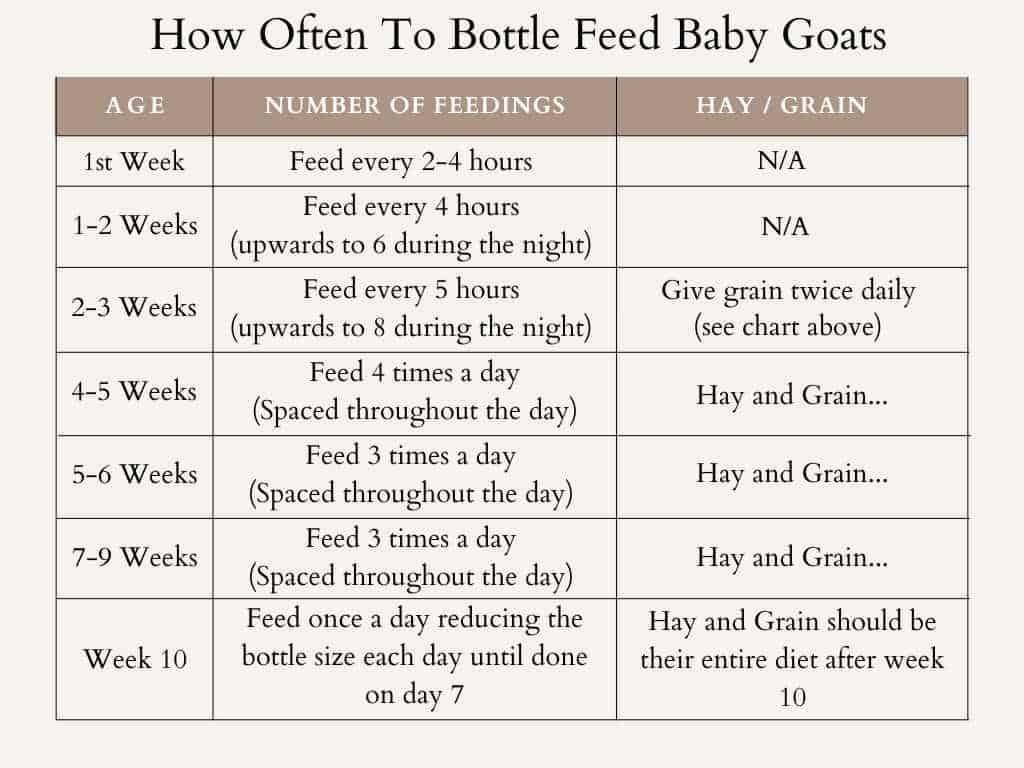 Chart How Often to Bottle Feed Baby Goats